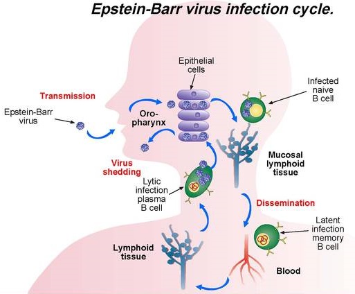 Ebv virus infezioni